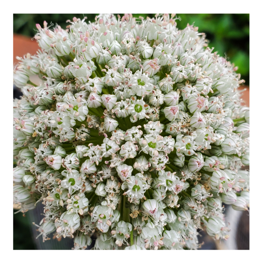 GIANT WHITE ALLIUM