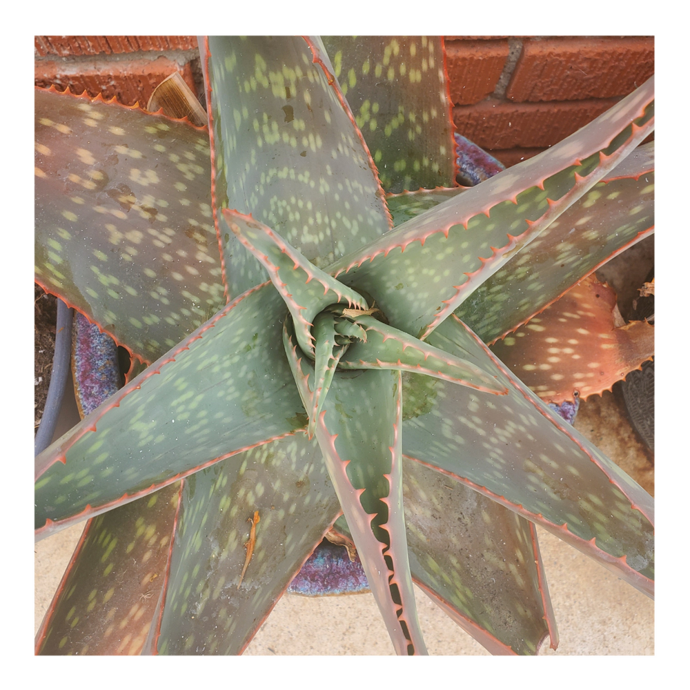 ALOE MACUALTA