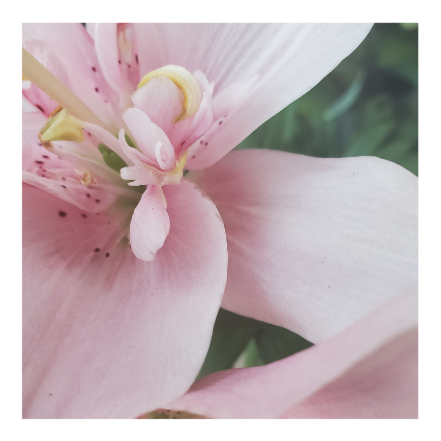 ELODIE DOUBLE ASIATIC LILY