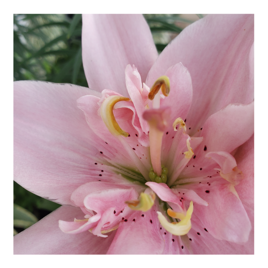 ELODIE DOUBLE ASIATIC LILY