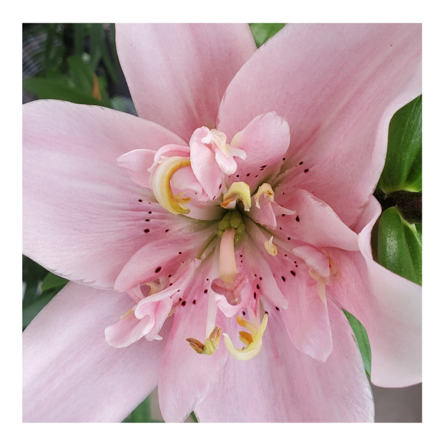 ELODIE DOUBLE ASIATIC LILY