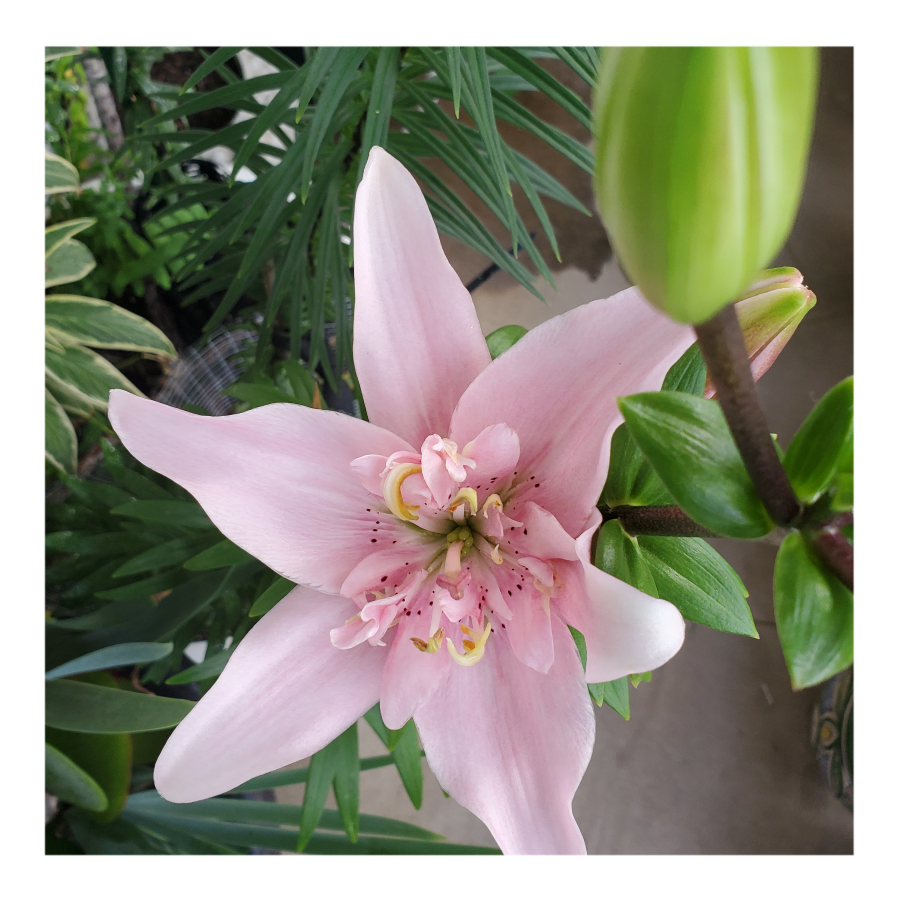 ELODIE DOUBLE ASIATIC LILY