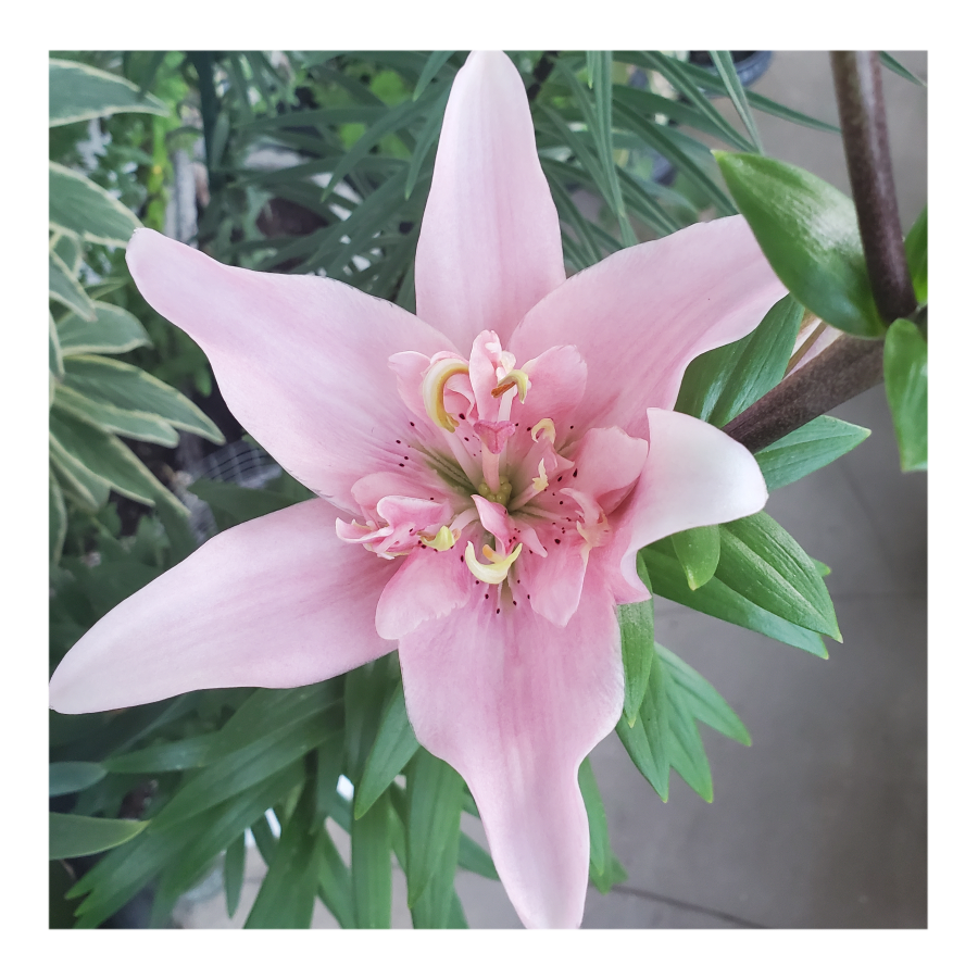 ELODIE DOUBLE ASIATIC LILY