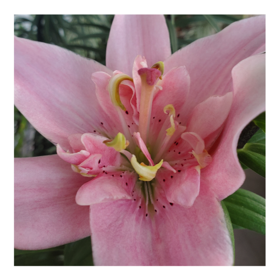 ELODIE DOUBLE ASIATIC LILY