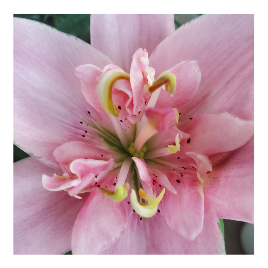 ELODIE DOUBLE ASIATIC LILY