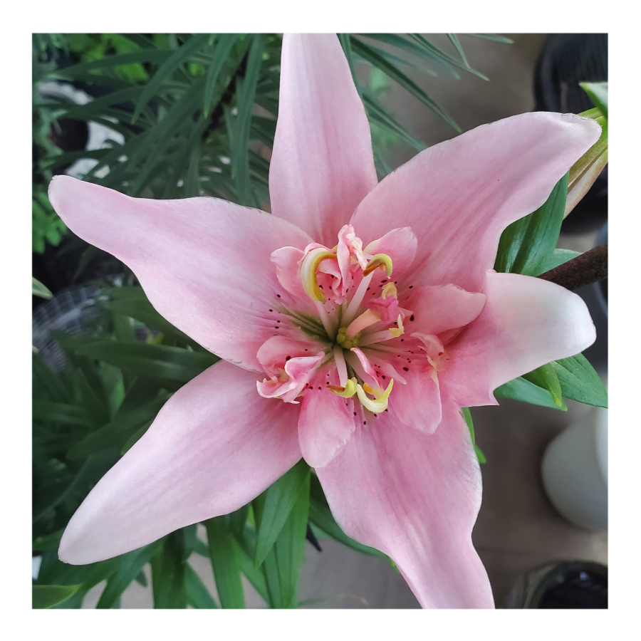 ELODIE DOUBLE ASIATIC LILY