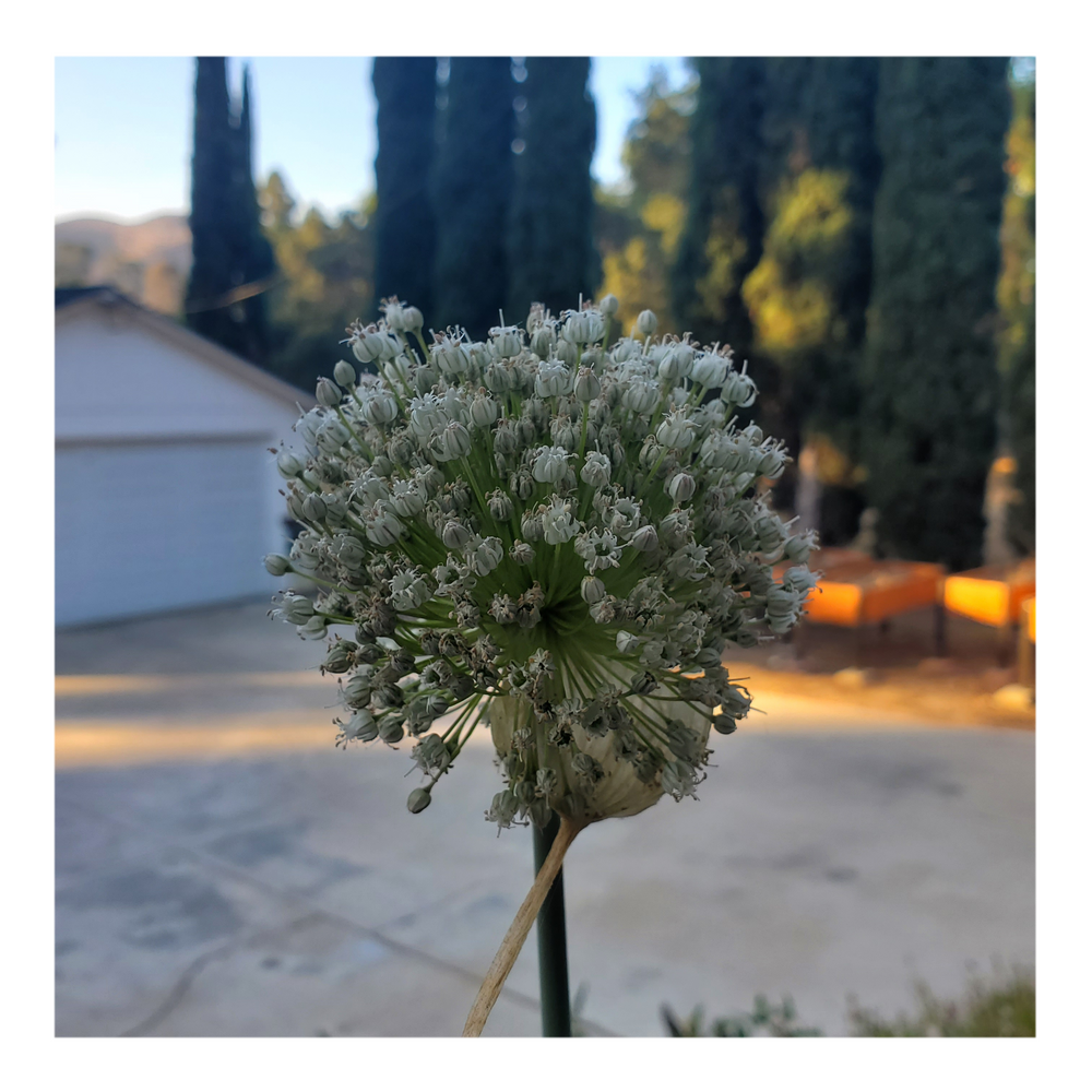 GIANT WHITE ALLIUM