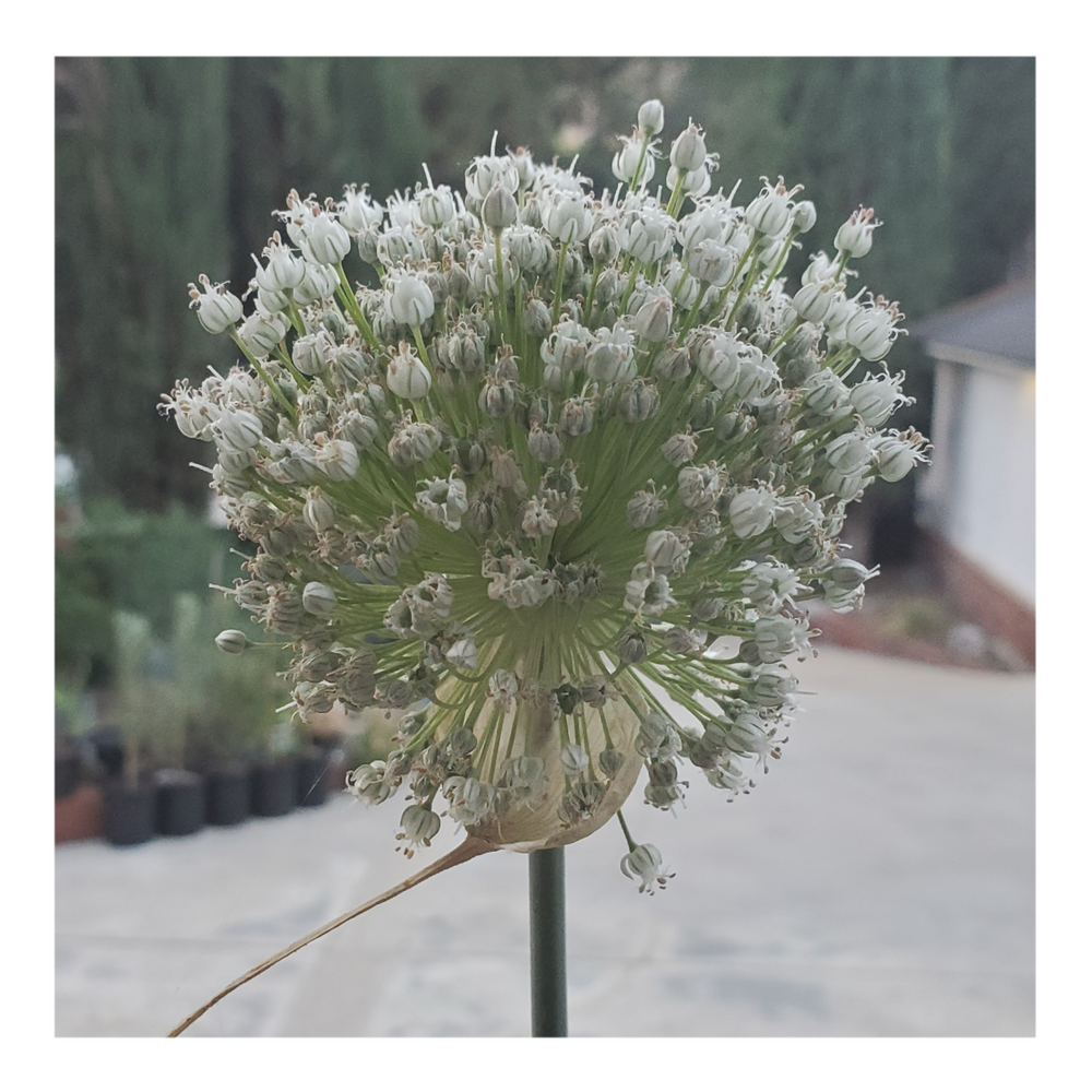 GIANT WHITE ALLIUM