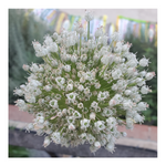 GIANT WHITE ALLIUM