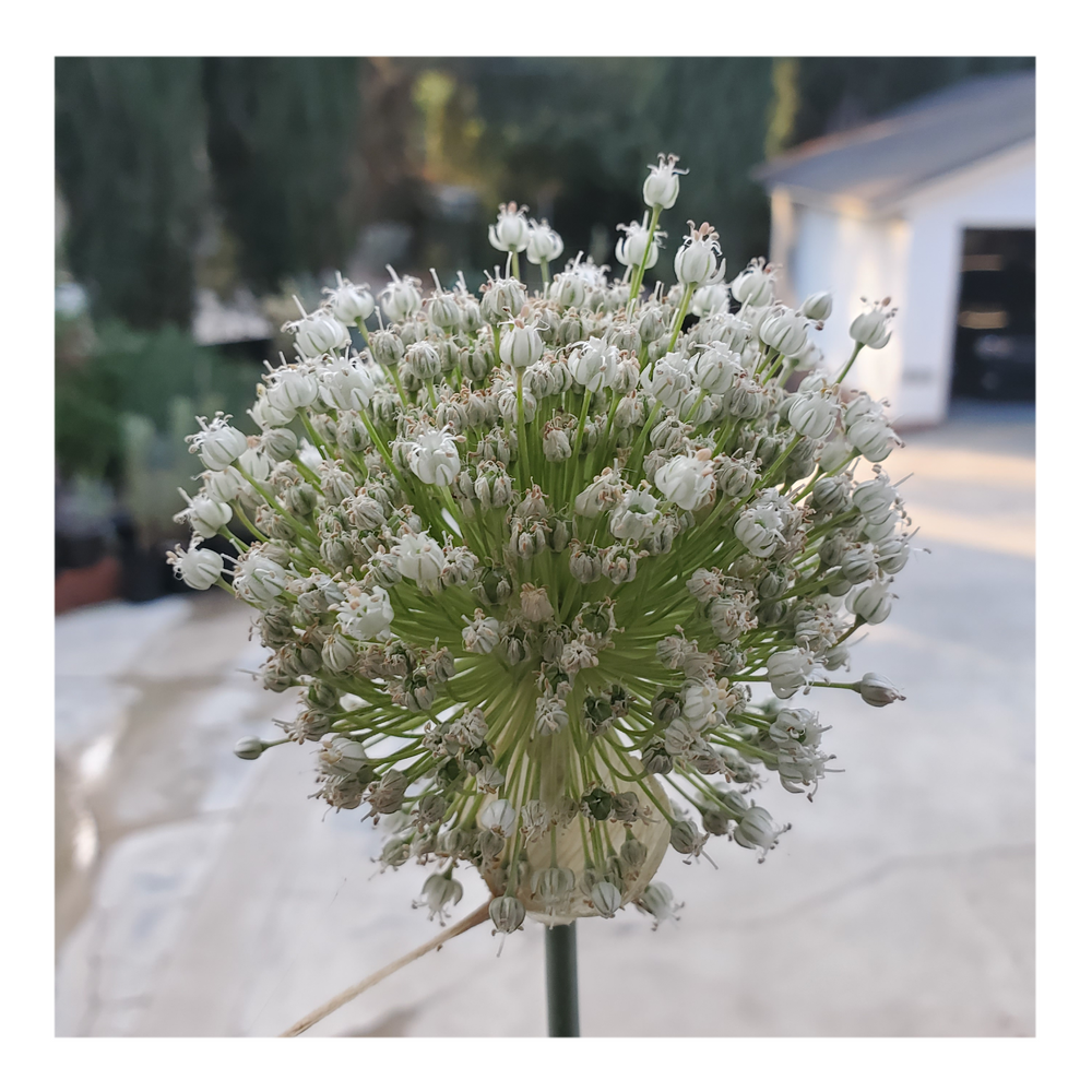 GIANT WHITE ALLIUM