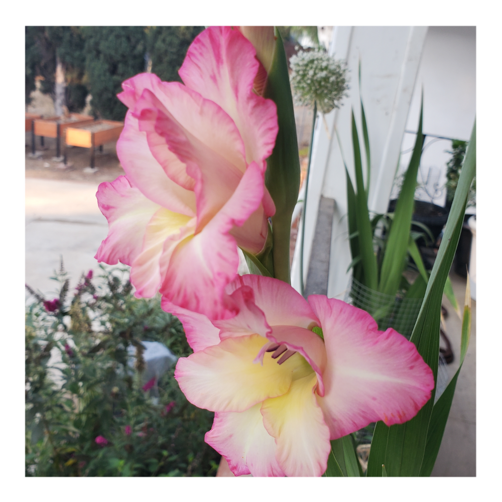 GLADIOLUS PRISCILLA
