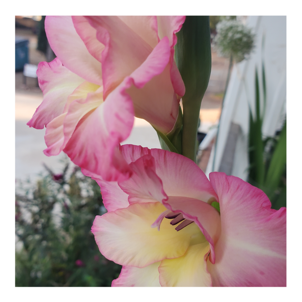 GLADIOLUS PRISCILLA