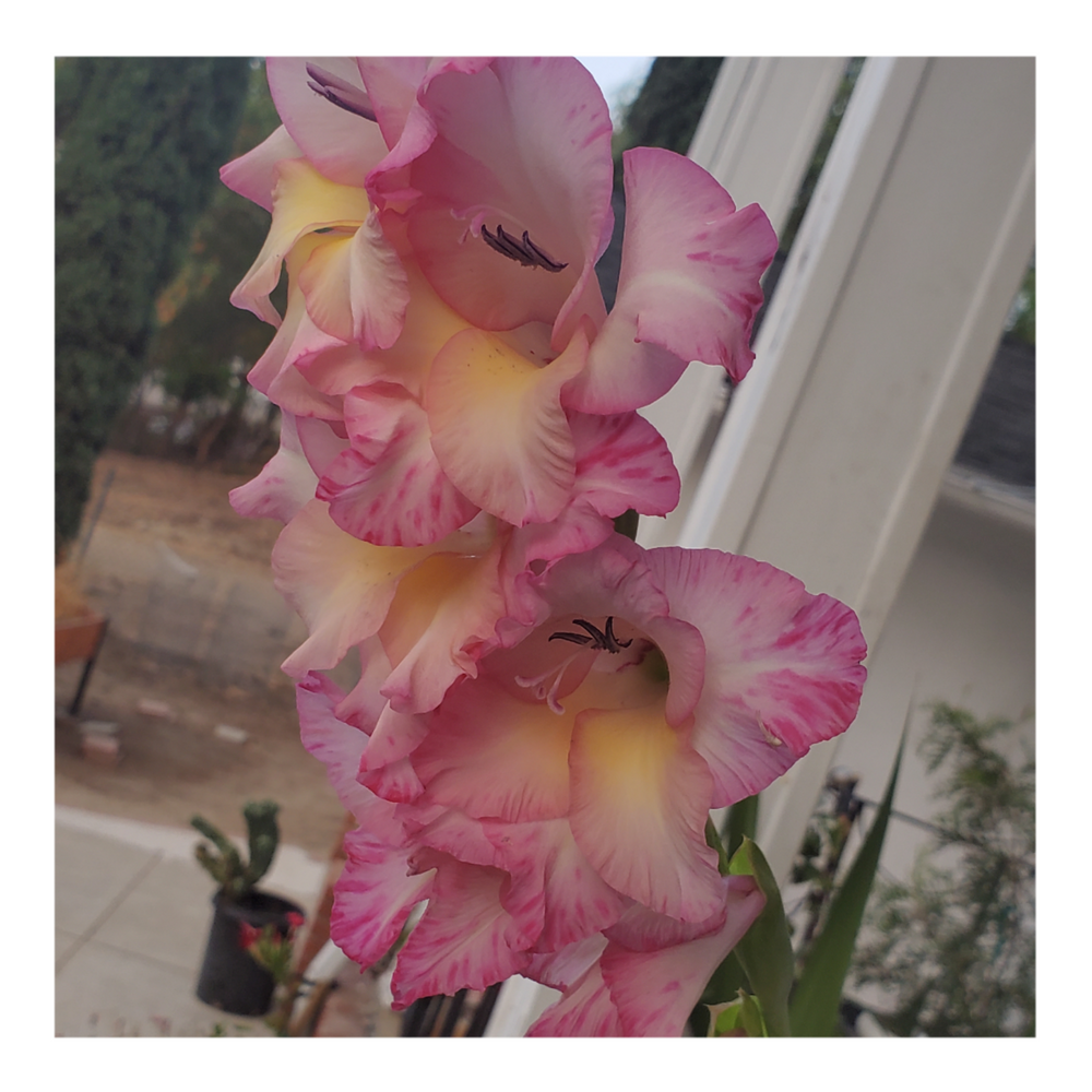 GLADIOLUS PRISCILLA