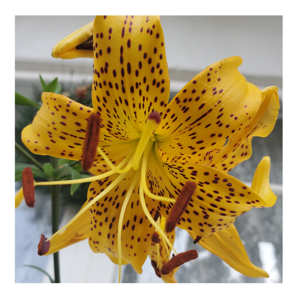 PEARL JENNIFER TIGER LILY