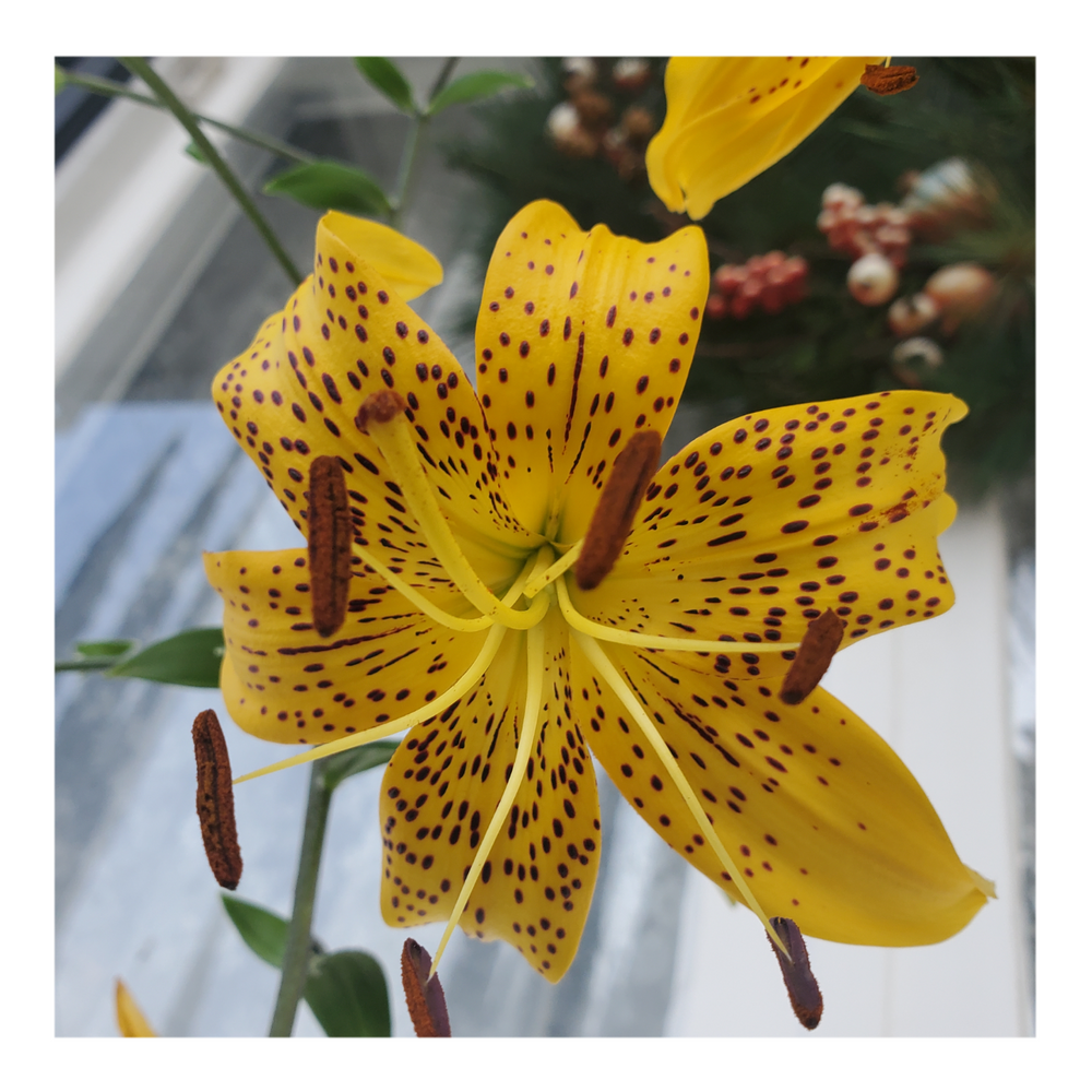 PEARL JENNIFER TIGER LILY