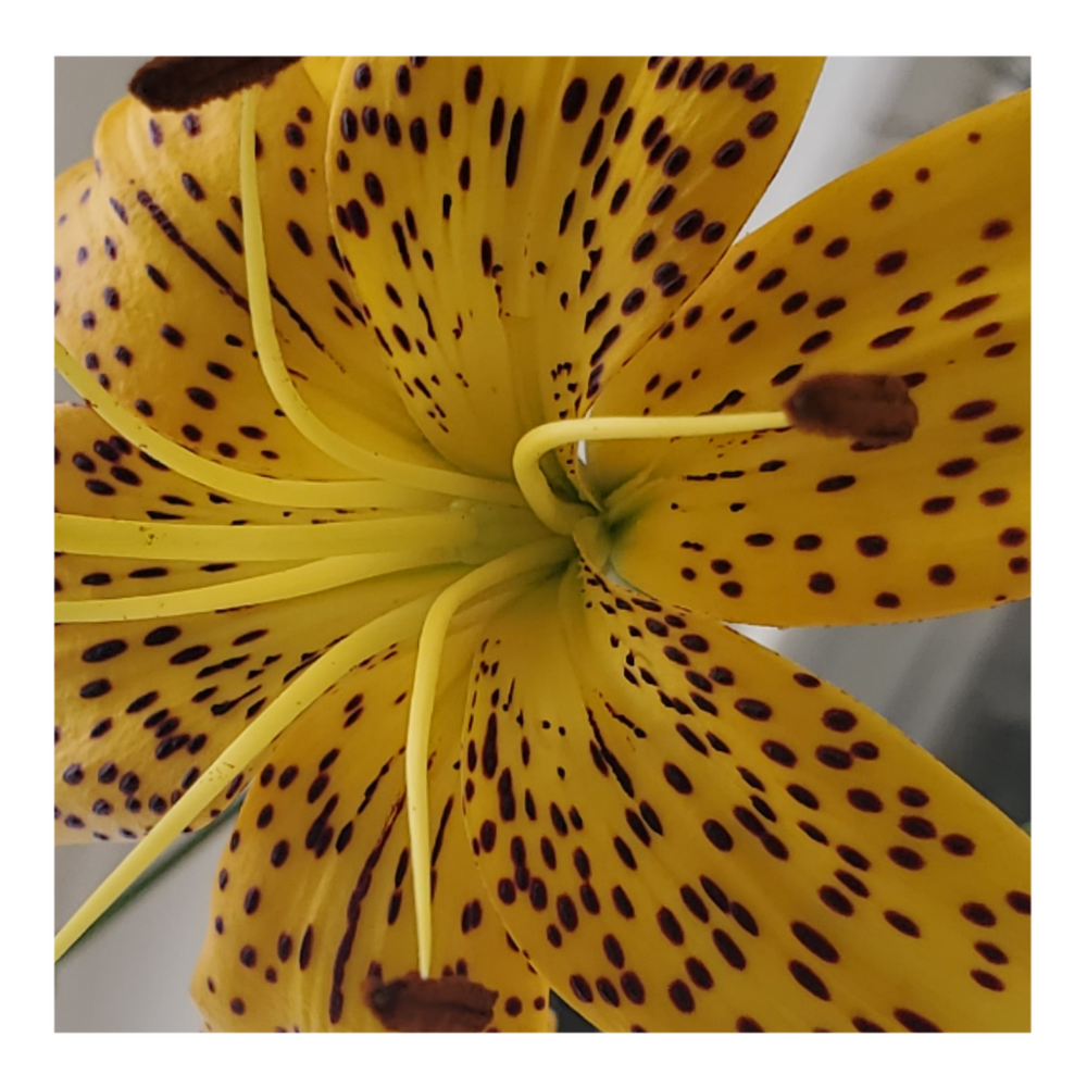 PEARL JENNIFER TIGER LILY