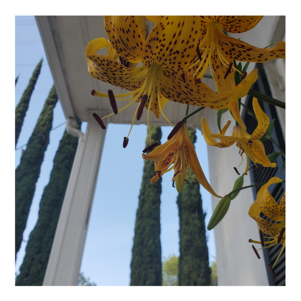 PEARL JENNIFER TIGER LILY