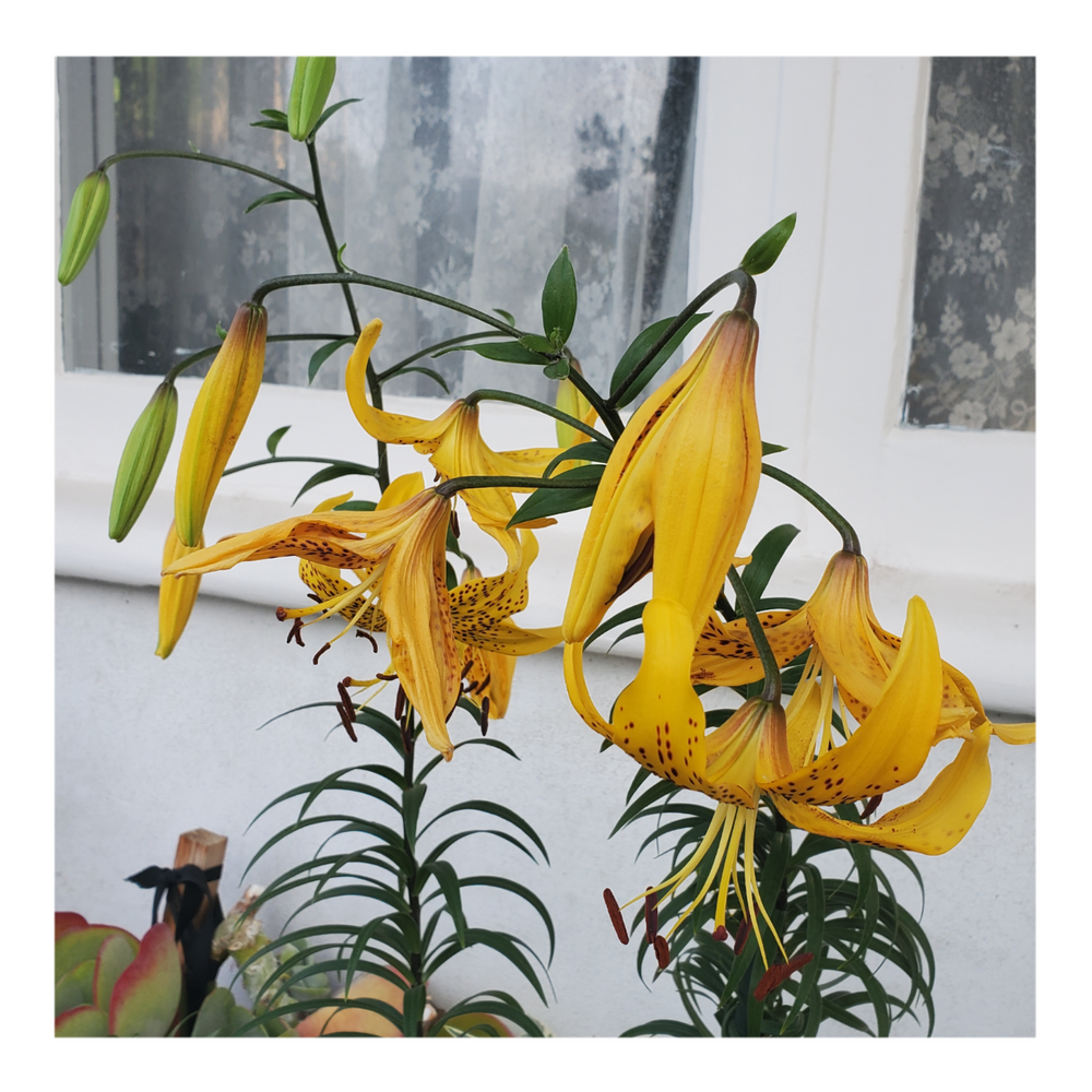 PEARL JENNIFER TIGER LILY