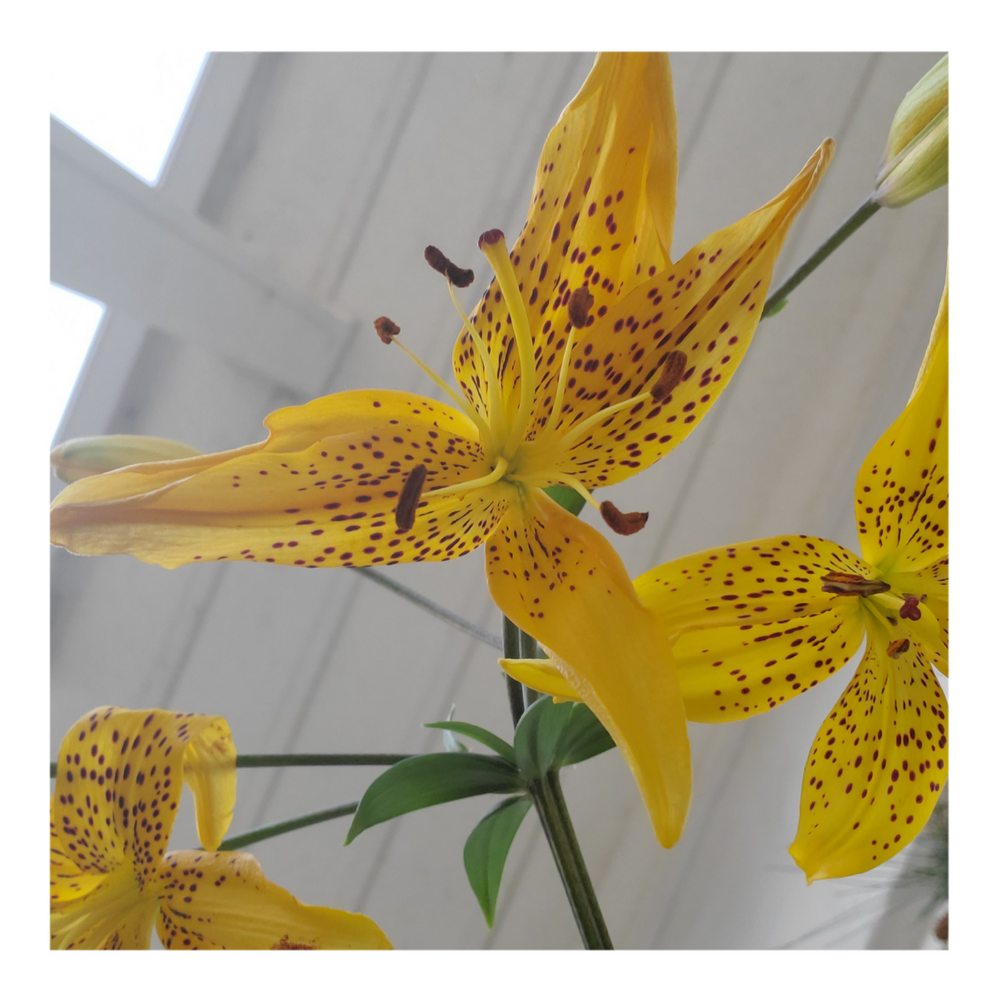 PEARL JENNIFER TIGER LILY