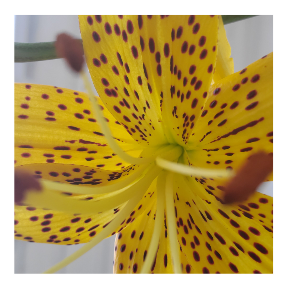 PEARL JENNIFER TIGER LILY