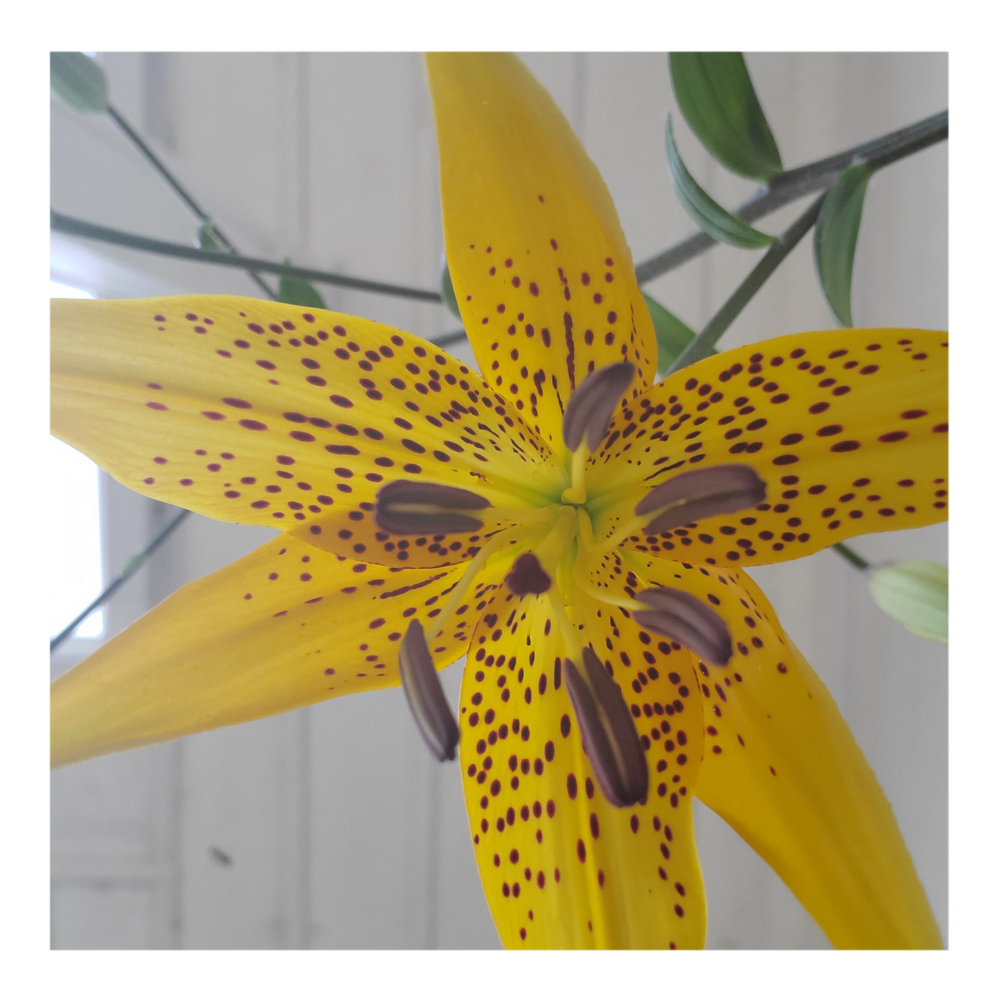 PEARL JENNIFER TIGER LILY