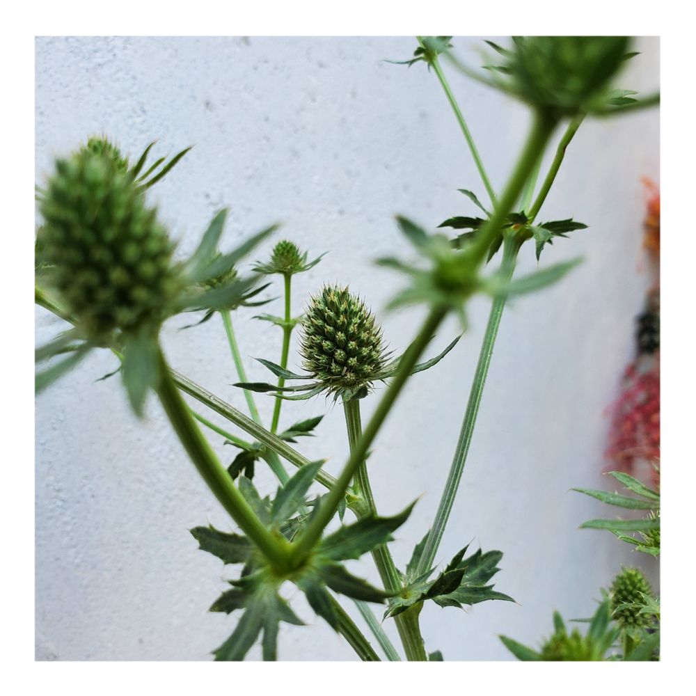 PARADISE JACKPOT SEA HOLLY THISTLE