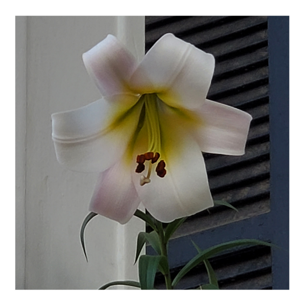 TRUMPET LILY REGALE