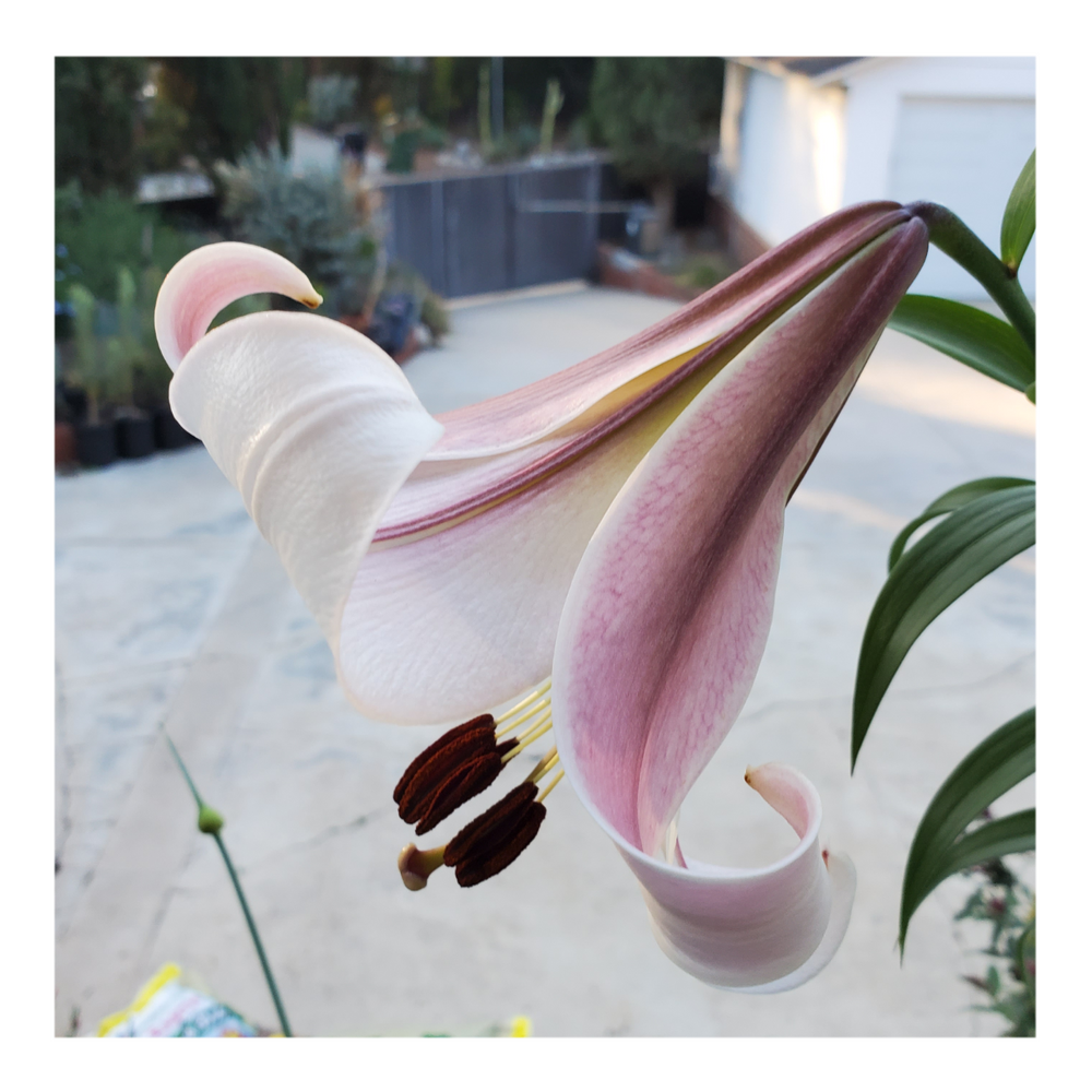 TRUMPET LILY REGALE