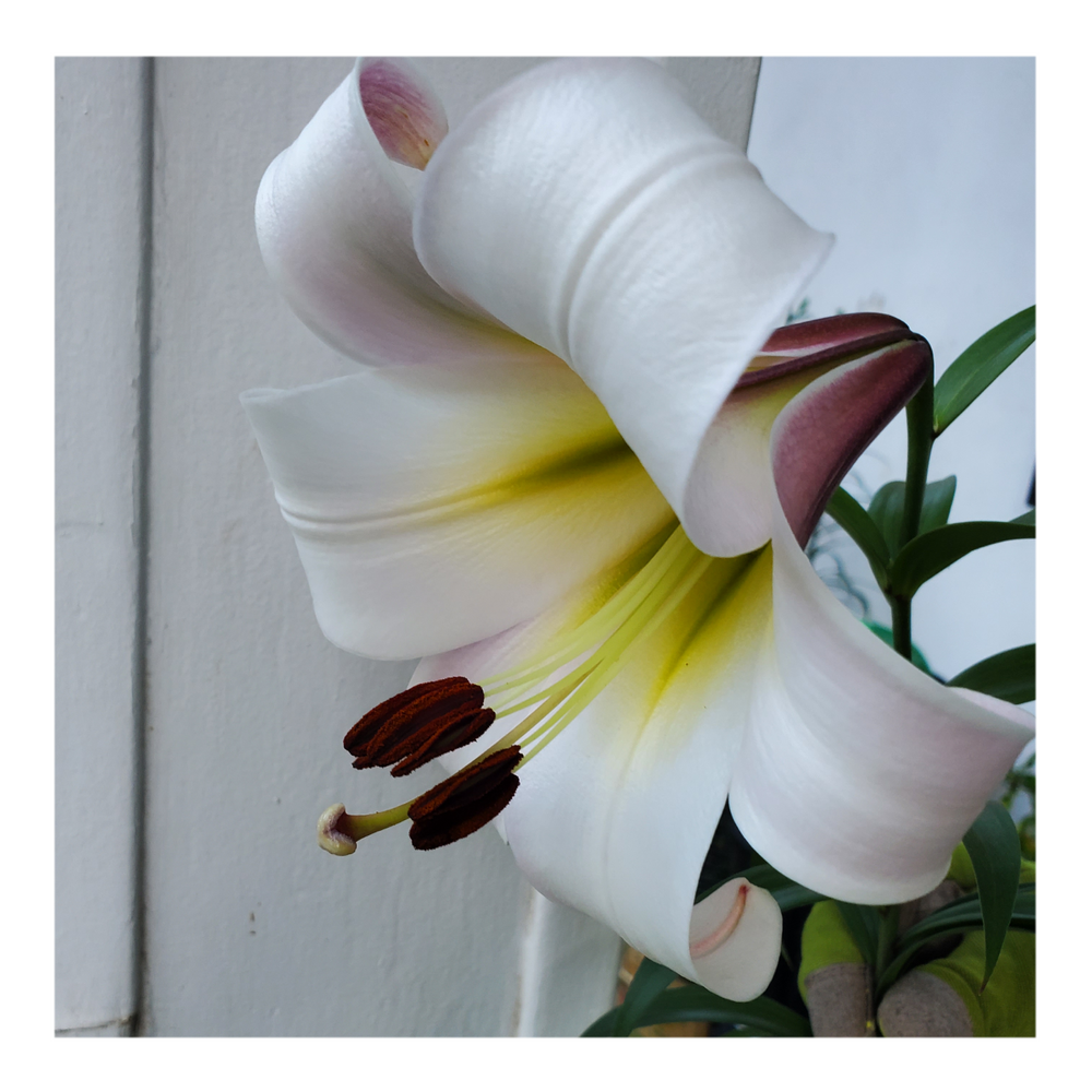TRUMPET LILY REGALE