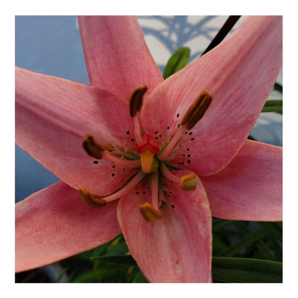 PINK FLAVOUR TIGER LILY