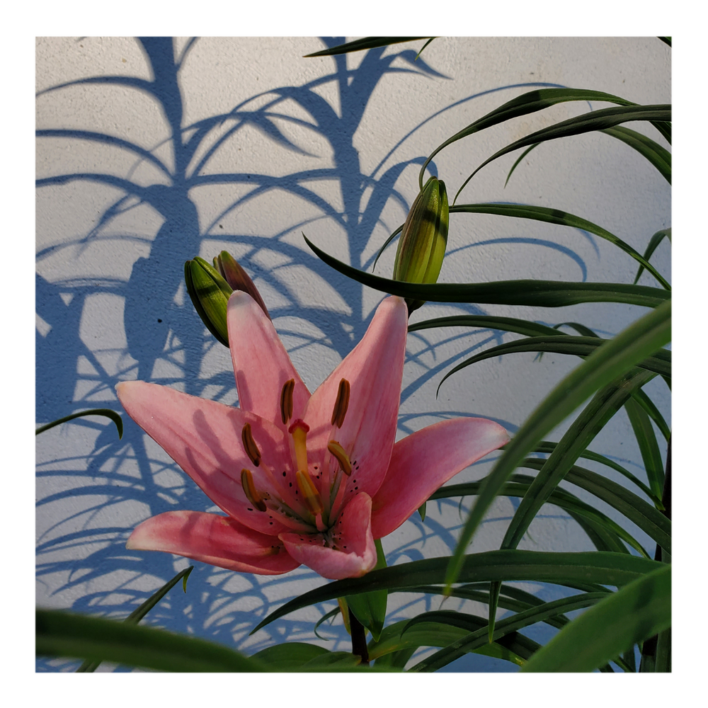 PINK FLAVOUR TIGER LILY