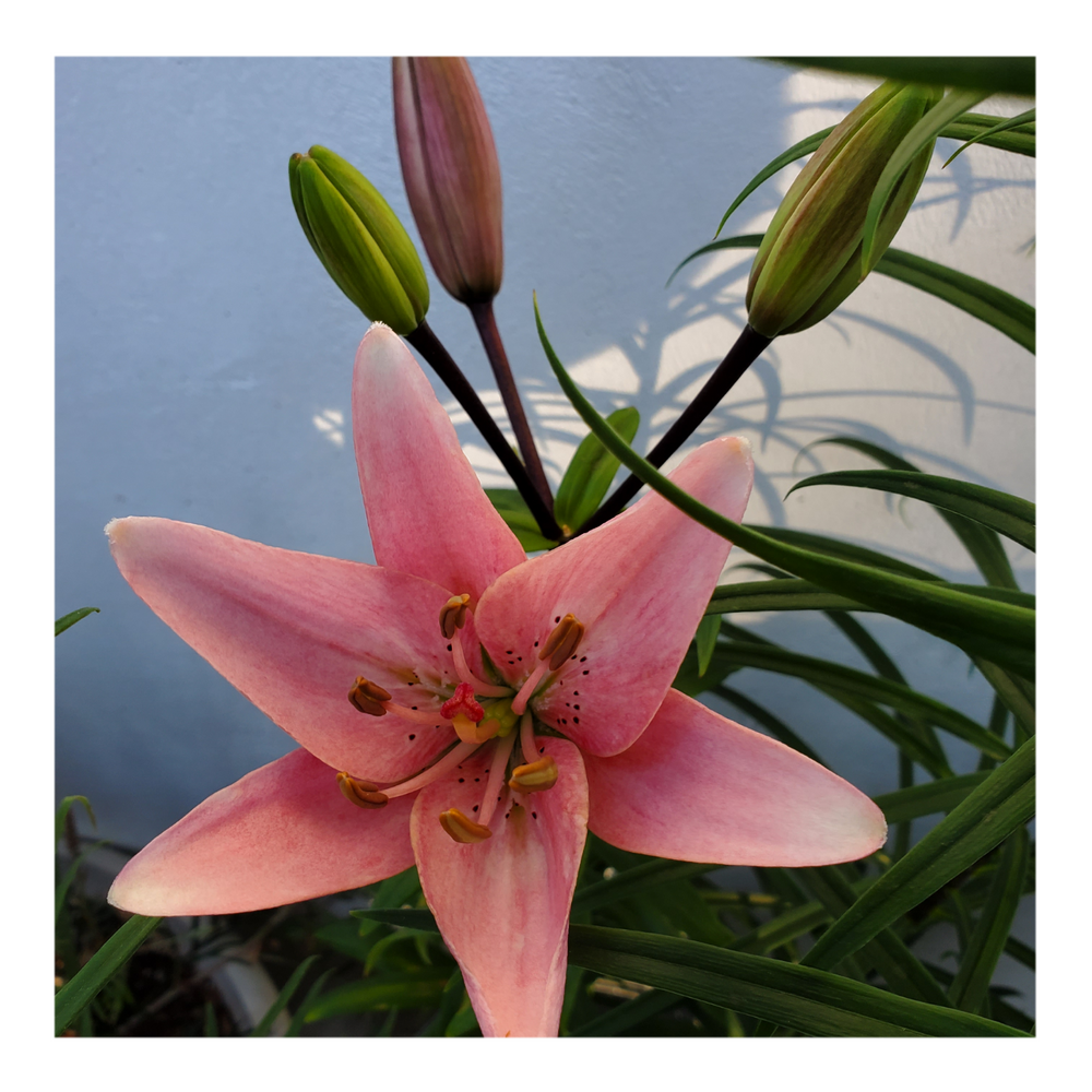 PINK FLAVOUR TIGER LILY