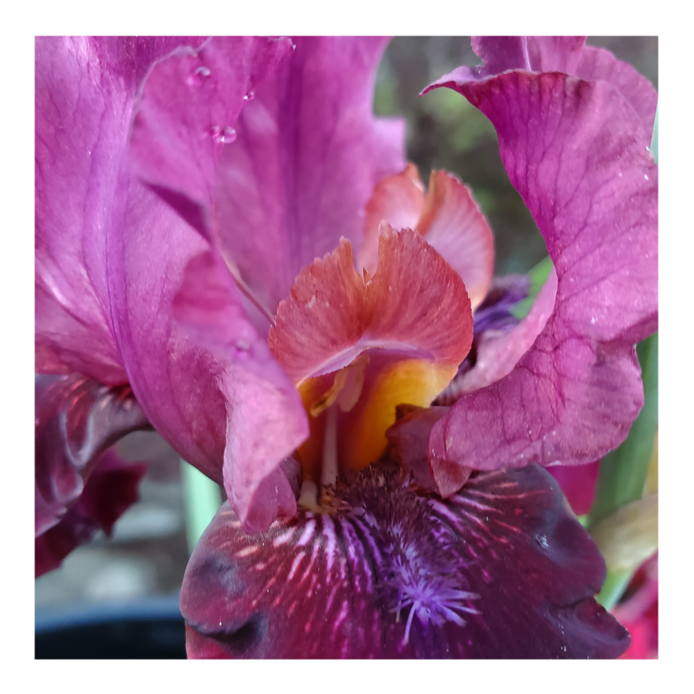 BROOKLYN DWARF BEARDED IRIS