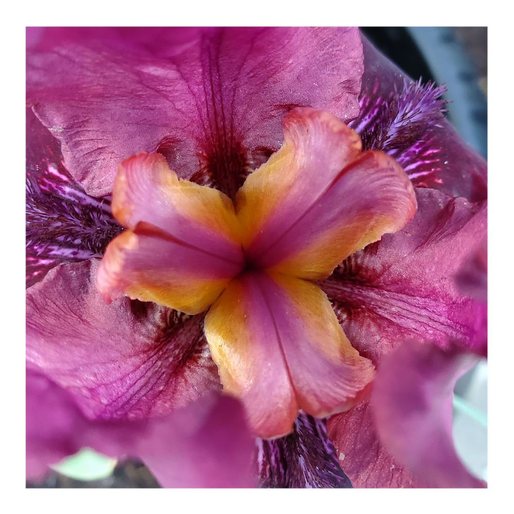 BROOKLYN DWARF BEARDED IRIS