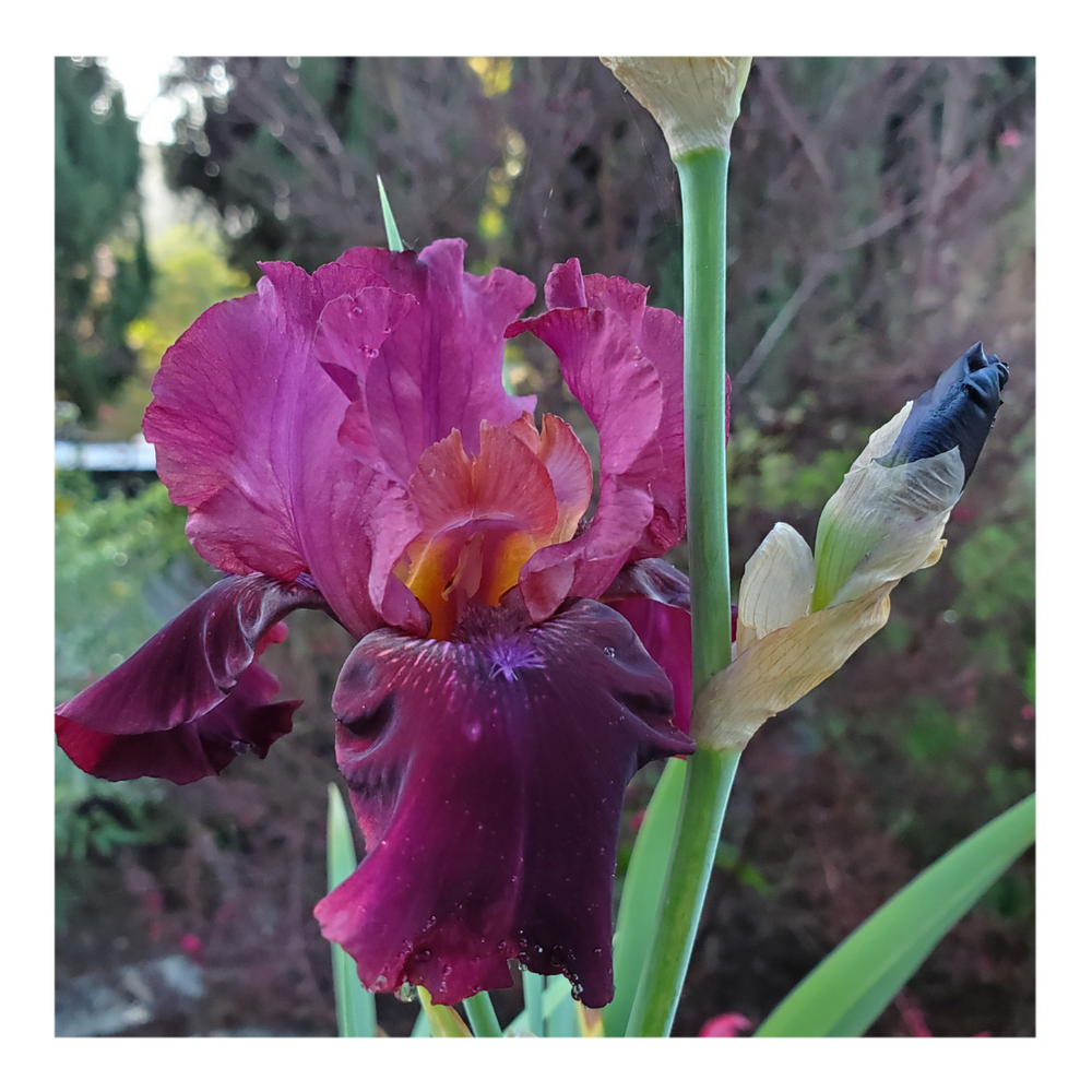 BROOKLYN DWARF BEARDED IRIS