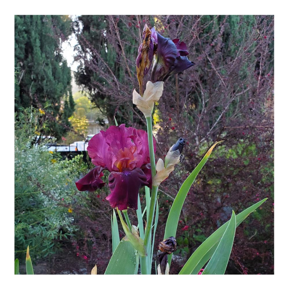 BROOKLYN DWARF BEARDED IRIS