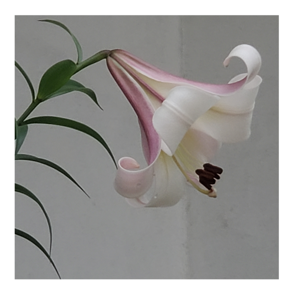 TRUMPET LILY REGALE