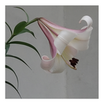 TRUMPET LILY REGALE