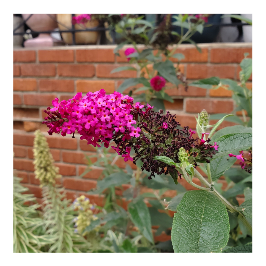 BUDDLEIA MISS MOLLY BUTTERFLY BUSH