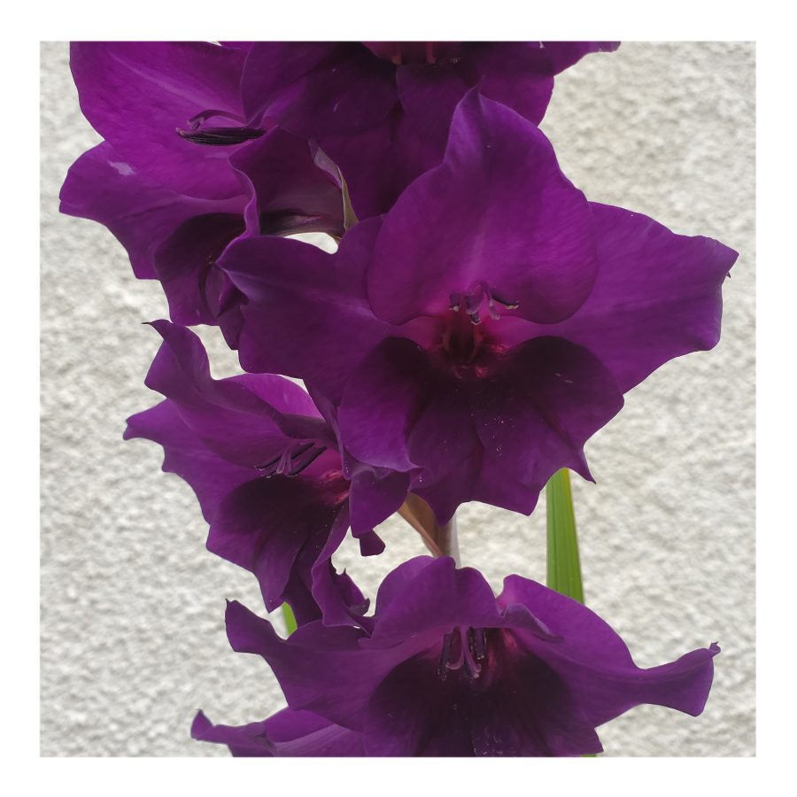 GLADIOLUS PURPLE FLORA