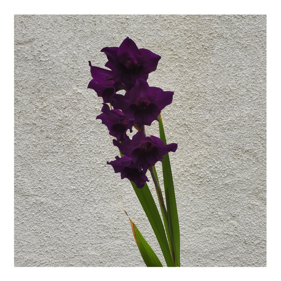 GLADIOLUS PURPLE FLORA