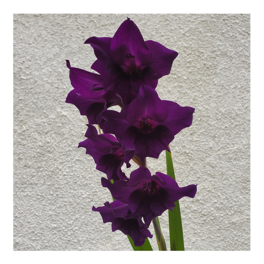 GLADIOLUS PURPLE FLORA