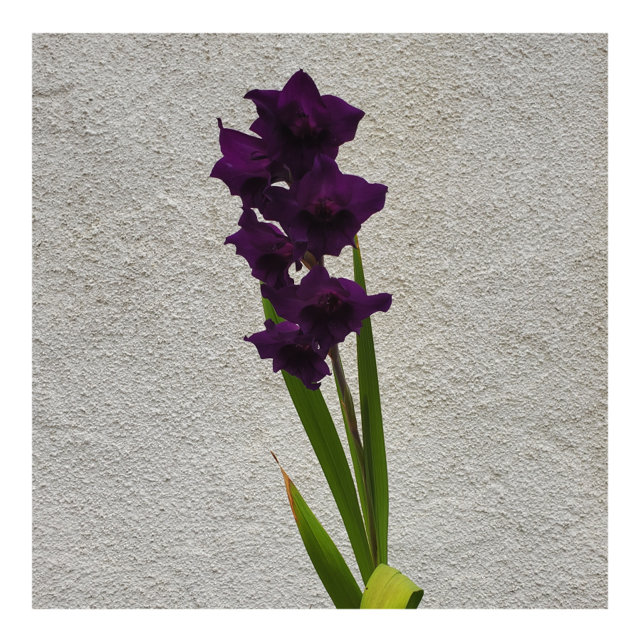 GLADIOLUS PURPLE FLORA