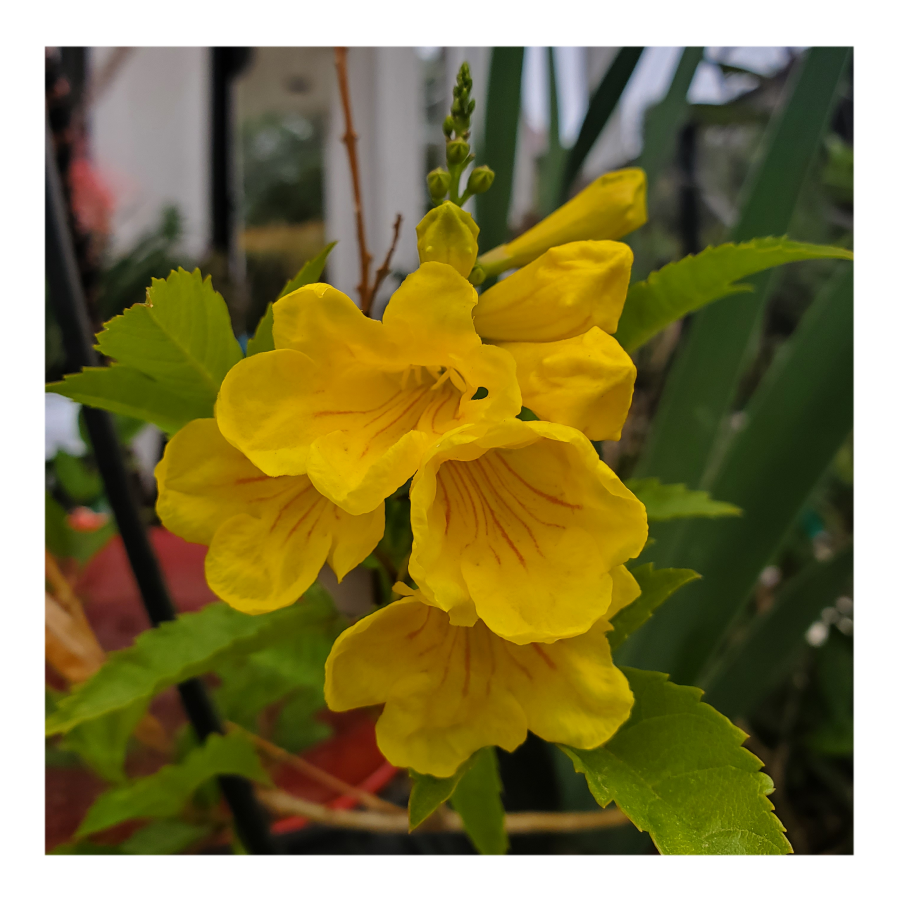 TEXAS YELLOW BELLS