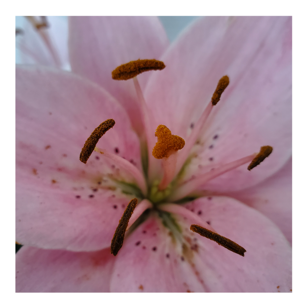 PINK FLAVOUR TIGER LILY