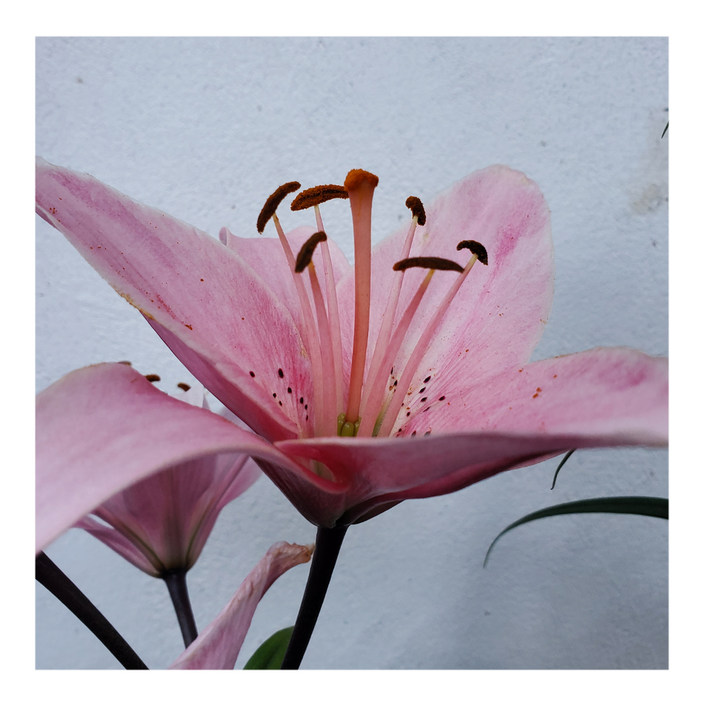PINK FLAVOUR TIGER LILY