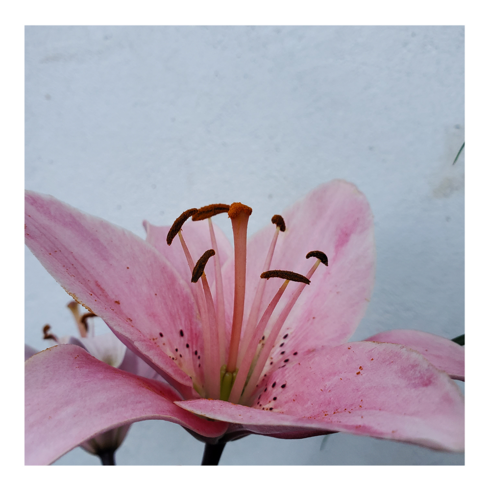 PINK FLAVOUR TIGER LILY