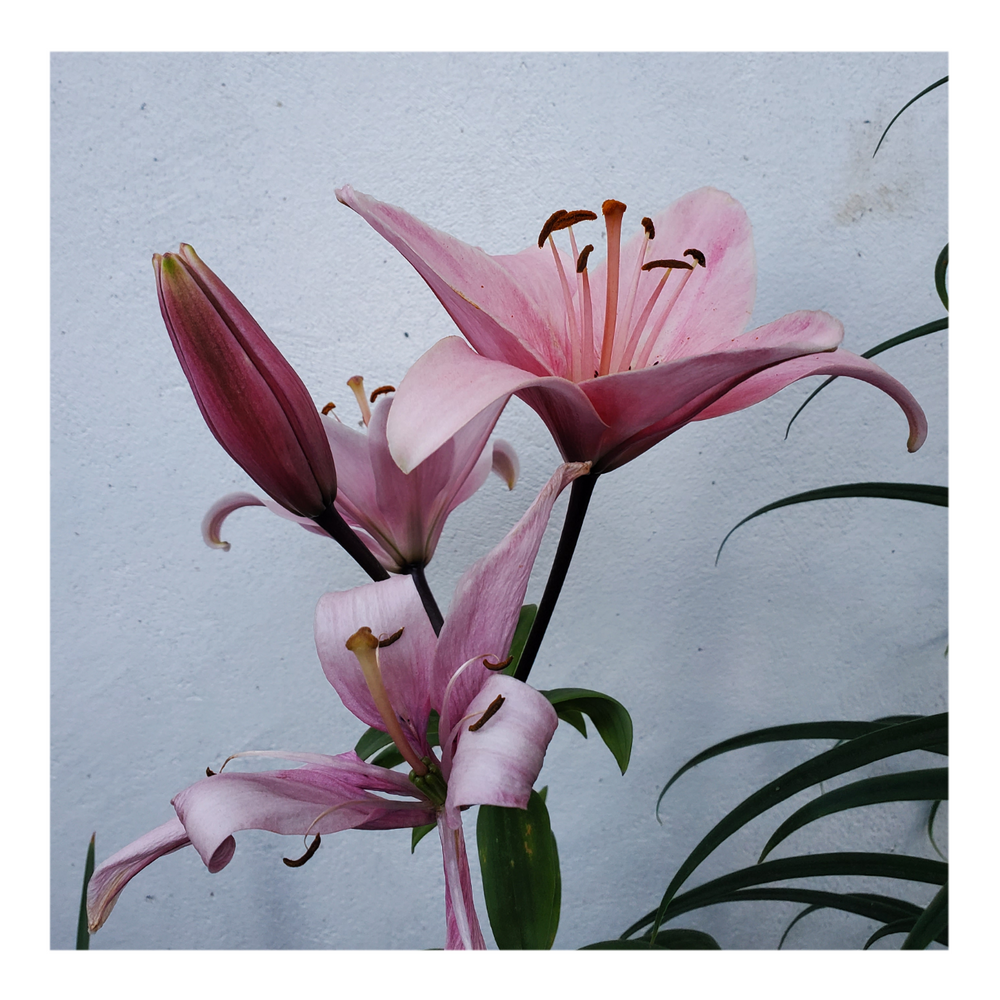 PINK FLAVOUR TIGER LILY