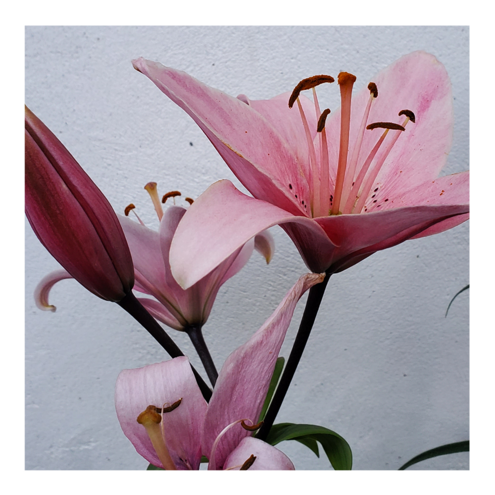 PINK FLAVOUR TIGER LILY