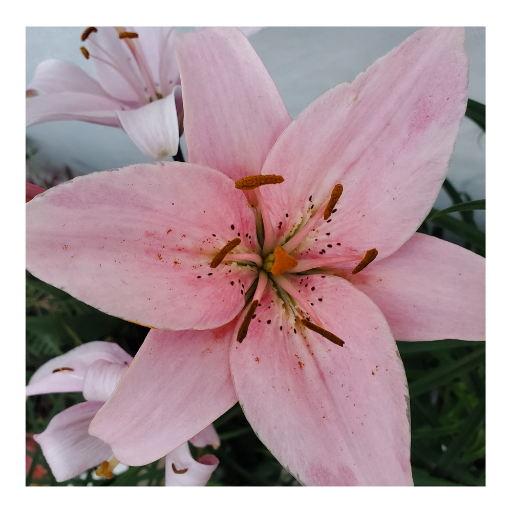 PINK FLAVOUR TIGER LILY